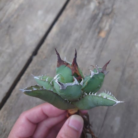 アガベ チタノタ 姫厳龍 1 Agave titanota dwarf