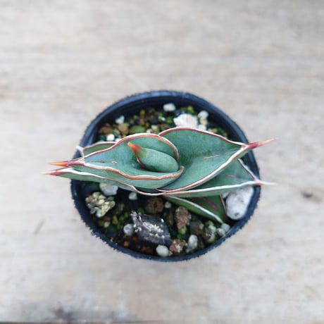 Sansevieria rorida サンスベリア ロリダ R6