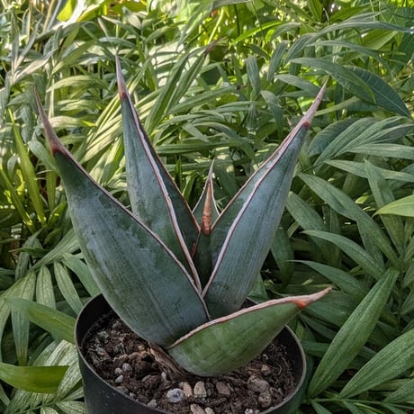 Sansevieria Pinguicula サンセベリア ピングイキュラ SP16
