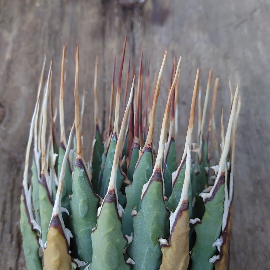 アガベ ユタエンシス ネバデンシス 6 Agave uthaensis var. nevade