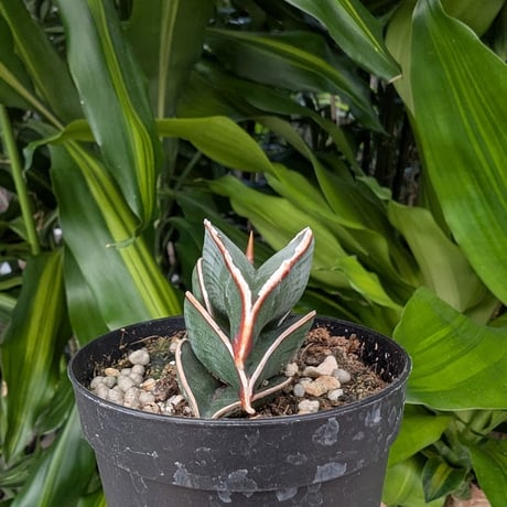 Sansevieria rorida サンスベリア ロリダ R19