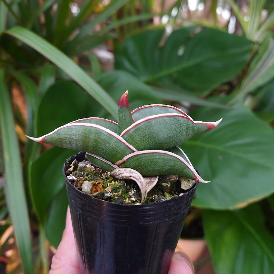 サンスベリア ロリダ 斑入 S. Rorida Variegated 2 サンスベリア ロリダ 斑入 S. Rorida Variegated 2 【公式通販】