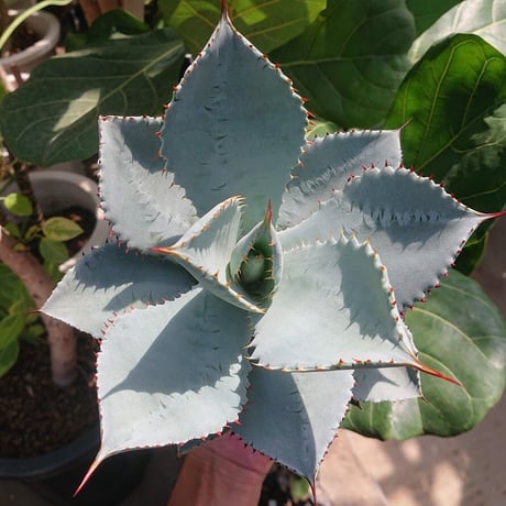 アガベ ピグマエア ドラゴントゥース Agave pygmaea Dragontoes