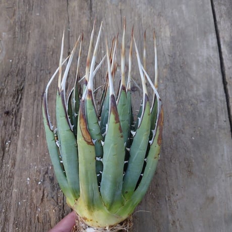 アガベ ユタエンシス ネバデンシス 3 Agave uthaensis var. nevadensis