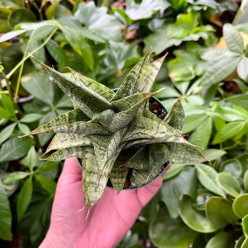 Sansevieria hybrid variegated サンセベリア