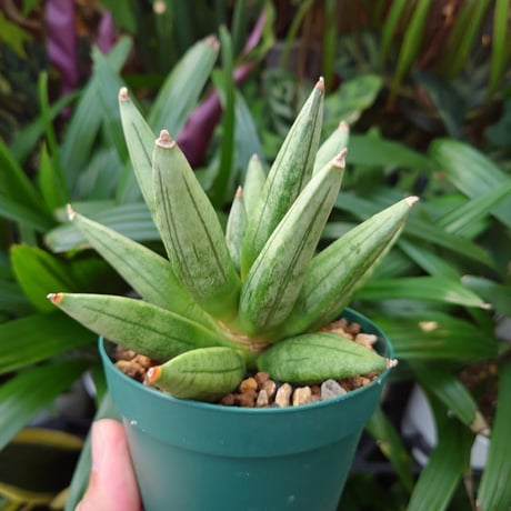 サンスベリア ヘッジホッグ 5 Sansevieria Hedgehog
