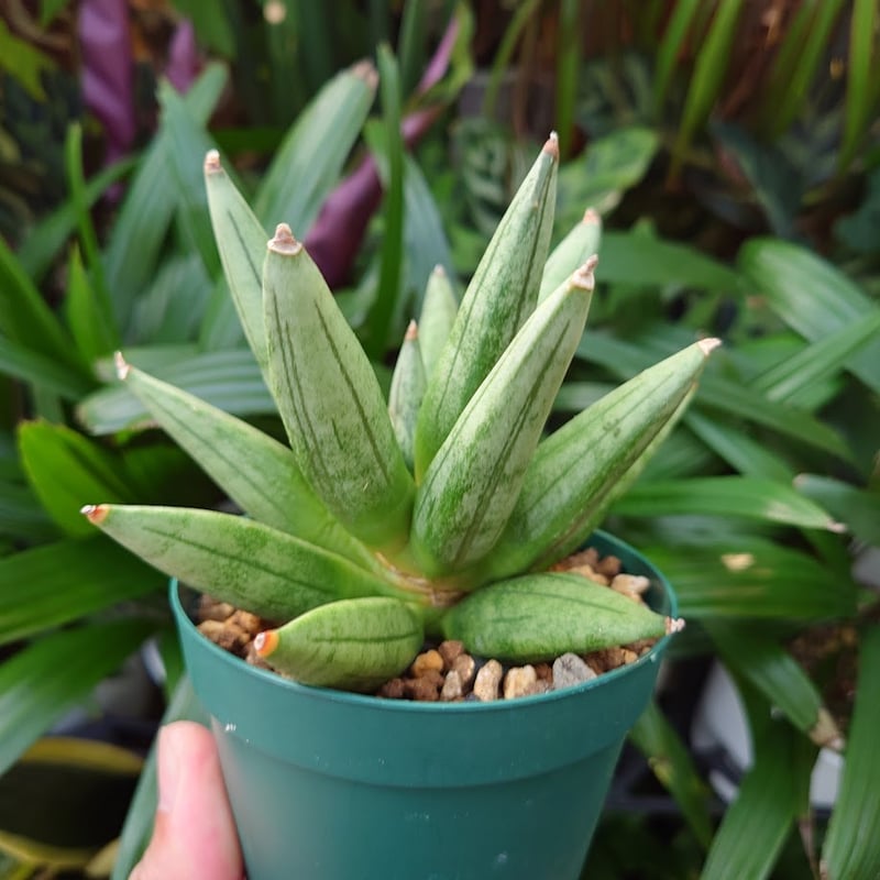 サンスベリア ヘッジホッグ 5 Sansevieria Hedgehog | My-Favth