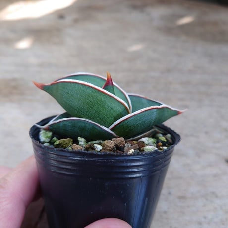 Sansevieria rorida サンスベリア ロリダ R1