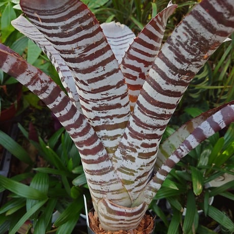 エクメア チャンティニー ブラックアイス 1 Aechmea chantinii CV. Black Ice seedling F1
