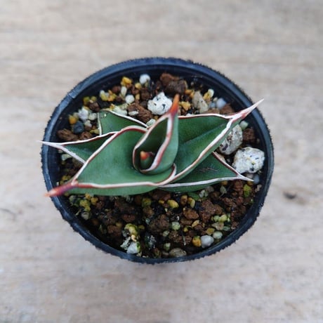 Sansevieria rorida サンスベリア ロリダ R4