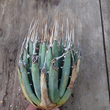 アガベ ユタエンシス ネバデンシス 7 Agave uthaensis var. nevadensis