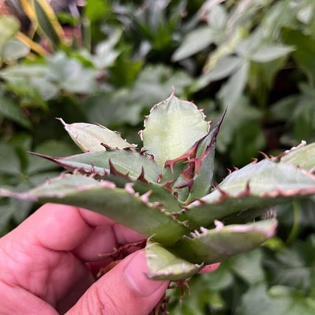 アガベ チタノタ レッドゴースト RG1 Agave titanota “赤鬼“ redghost