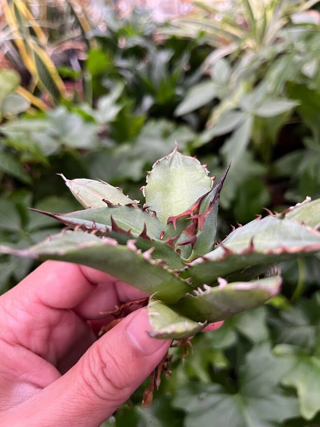 アガベ チタノタ レッドゴースト RG1 Agave titanota “赤鬼“ redgho