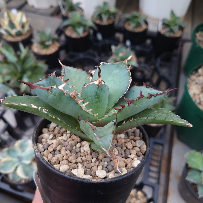 アガベ　agave チタノタ 白鲸 3株