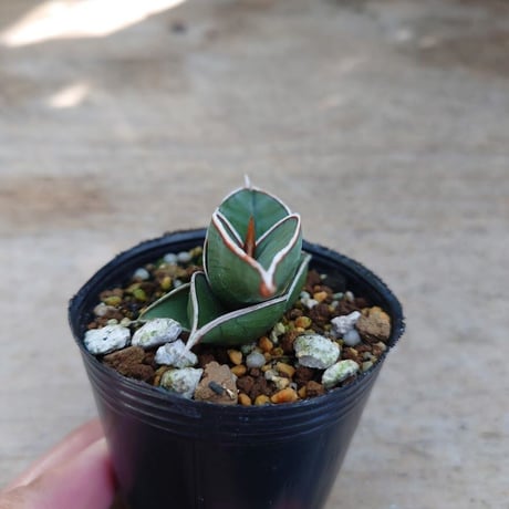 Sansevieria rorida サンスベリア ロリダ R2