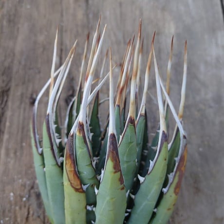 アガベ ユタエンシス ネバデンシス 3 Agave uthaensis var. nevadensis