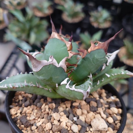 アガベ チタノタ 姫厳龍 1 Agave titanota dwarf
