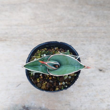 Sansevieria rorida サンスベリア ロリダ R8