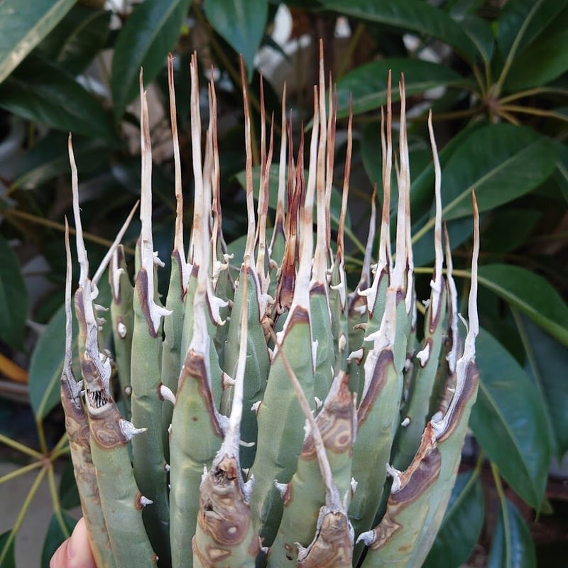 【発根済み】アガベ・ユタエンシス・ネバデンシス 特注カラー伝市鉢付き アガベ ユタエンシス ネバデンシス 鉢付き 強棘 | 4S'easons.