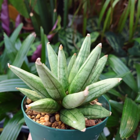 サンスベリア ヘッジホッグ 4 Sansevieria Hedgehog
