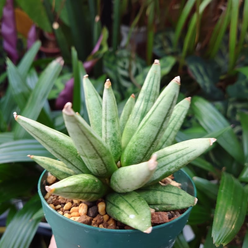 サンスベリア ヘッジホッグ 4 Sansevieria Hedgehog | My-Favth