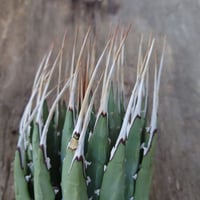 アガベ ユタエンシス ネバデンシス 2 Agave uthaensis var. nevadensis