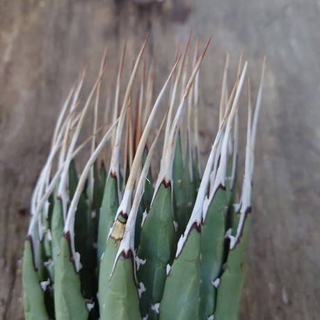 アガベ ユタエンシス ネバデンシス 2 Agave uthaensis var. nevadensis