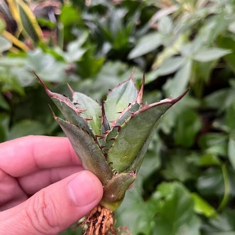 アガベ チタノタ レッドゴースト RG2 Agave titanota “赤鬼“ redghost