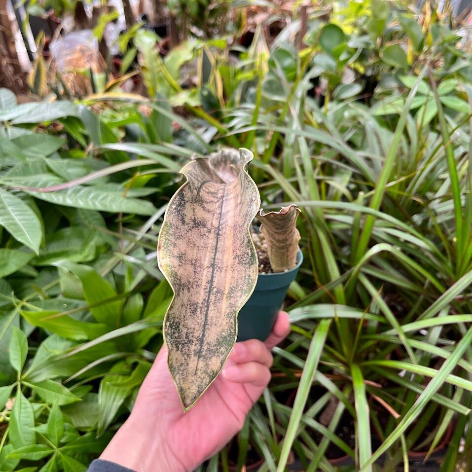 Sansevieria kirkii var. pulchra Coppertone サンスベ...