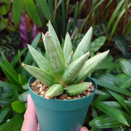 サンスベリア ヘッジホッグ 5 Sansevieria Hedgehog