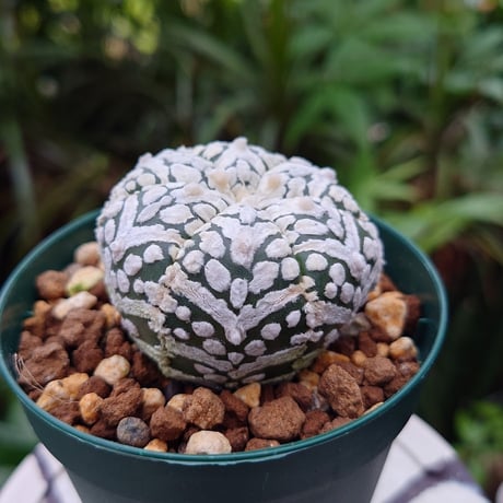 アストロフィツム スーパー兜 Vタイプ 3 Astrophytum asterias cv 'Super Kabuto' V