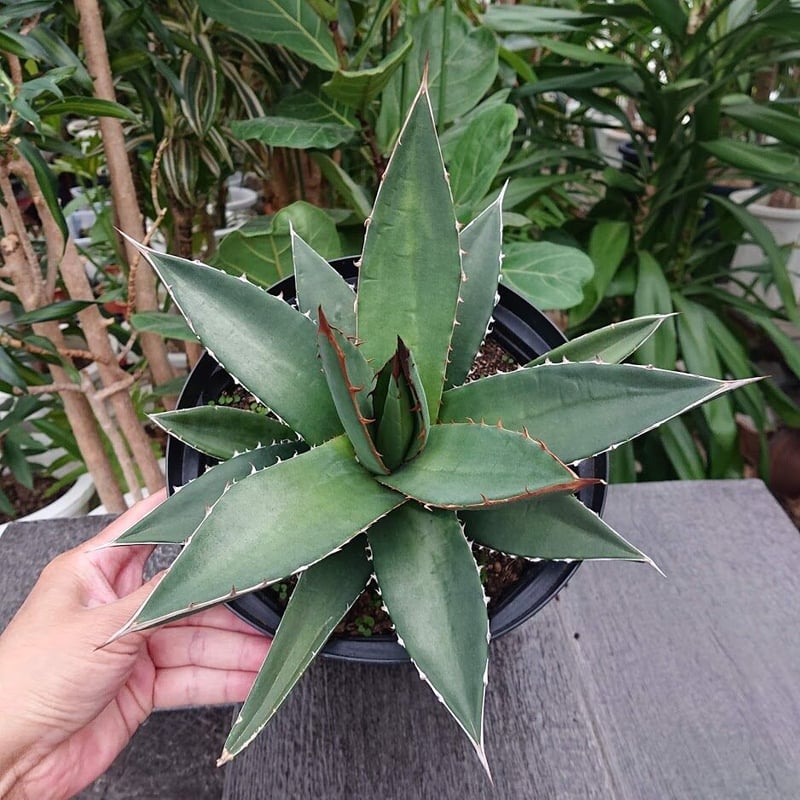 アガベ パープソラム 帝釈天 Agave purpusorum 2 | My-Favthings