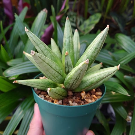 サンスベリア ヘッジホッグ 5 Sansevieria Hedgehog
