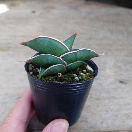 Sansevieria rorida サンスベリア ロリダ R8