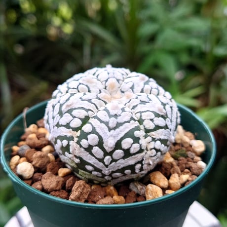 アストロフィツム スーパー兜 Vタイプ 3 Astrophytum asterias cv 'Super Kabuto' V