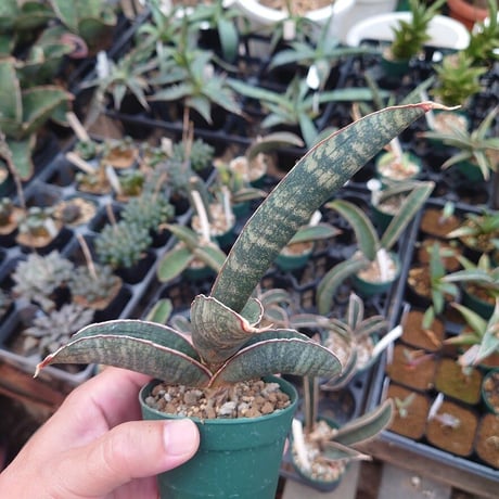Sansevieria hallii Pink Bat サンスベリア ピンクバット 2 【送料一律500円】