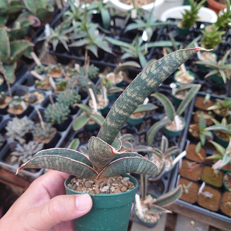 Sansevieria hallii Pink Bat サンスベリア ピンクバット 2 【送料