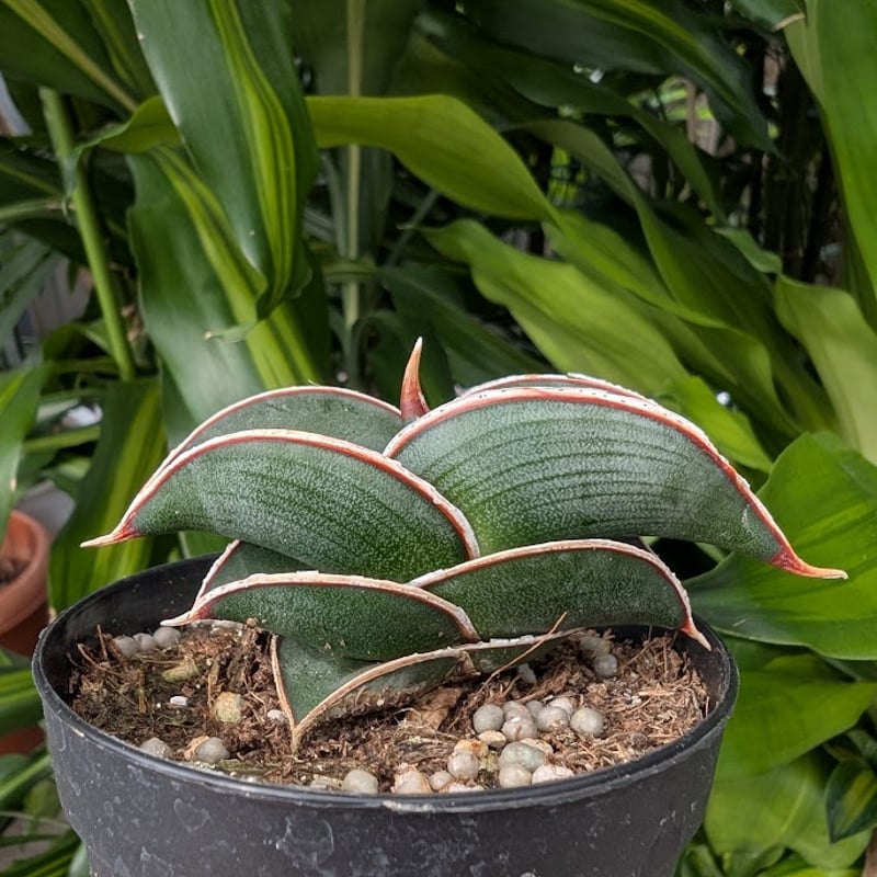 サンスベリア　ロリダ Sansevieria rorida サンスベリア ロリダ R14 | My-Favthings