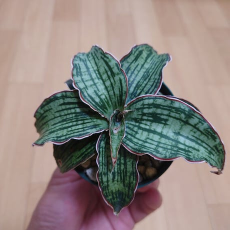 サンスベリア クレオパトラ 1 Sansevieria Cleopatra hyb