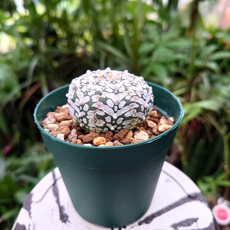 アストロフィツム スーパー兜 Vタイプ 2 Astrophytum asterias