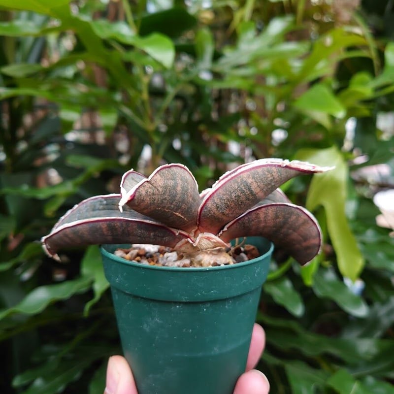 Sansevieria hallii Pink Bat サンスベリア ピンクバット 5 【送料