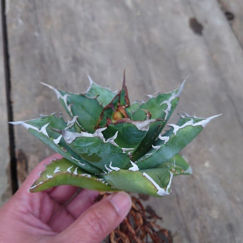 アガベ チタノタ ソーラーエクリプス 1 Agave titanota solareclips...