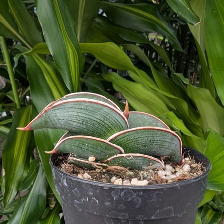 Sansevieria rorida サンスベリア ロリダ R19