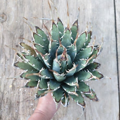 アガベ ユタエンシス ネバデンシス 7 Agave uthaensis var. nevadensis