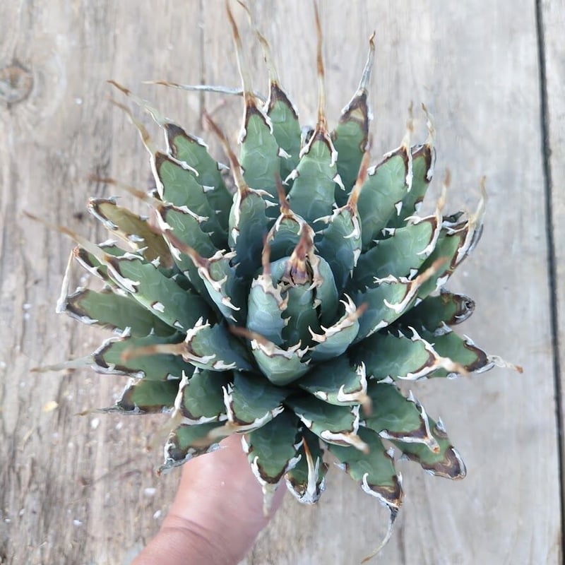 アガベ ユタエンシス ネバデンシス 7 Agave uthaensis var. nevade...