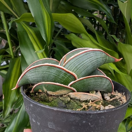 Sansevieria rorida サンスベリア ロリダ R18