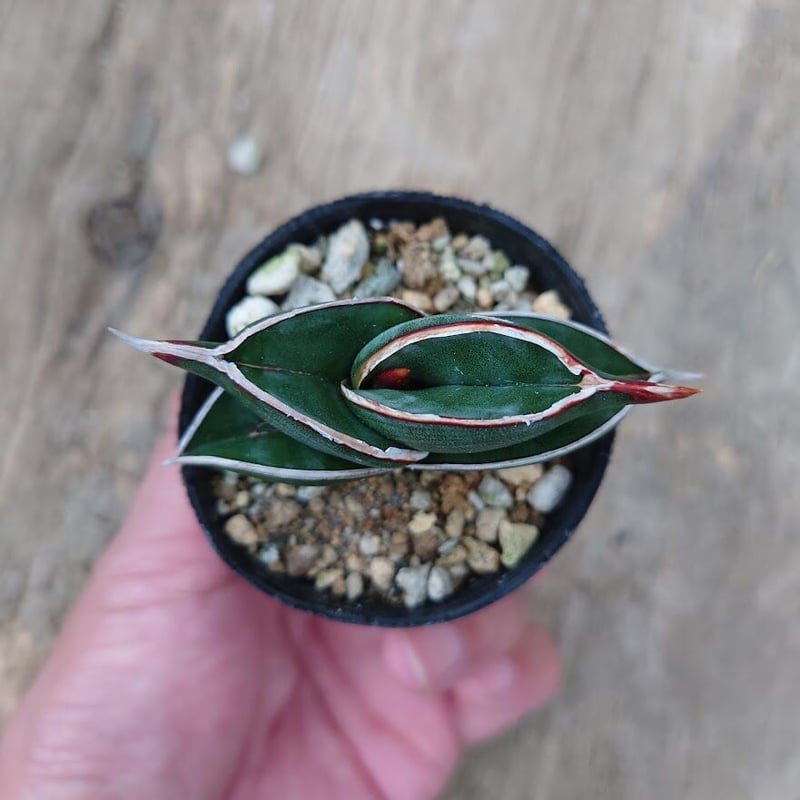 Sansevieria rorida サンスベリア ロリダ 4 | My-Favthings