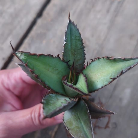 アガベ チタノタ 黒炎 黒火焔巌龍 3 Agave titanota black flame/fire