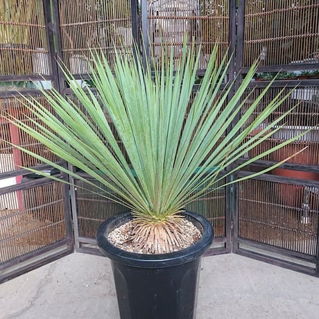 ユッカ ロストラータ yucca rostrata 希少種 【送料無料】