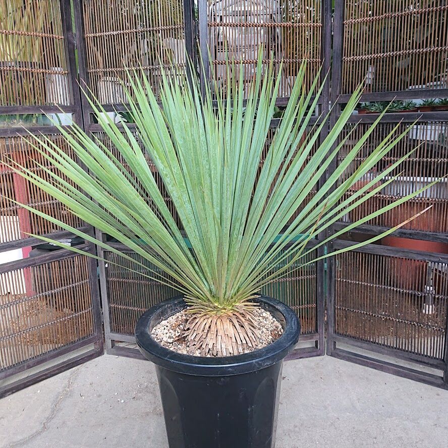 ユッカ ロストラータ yucca rostrata 希少種 【送料無料】 | My-Favth